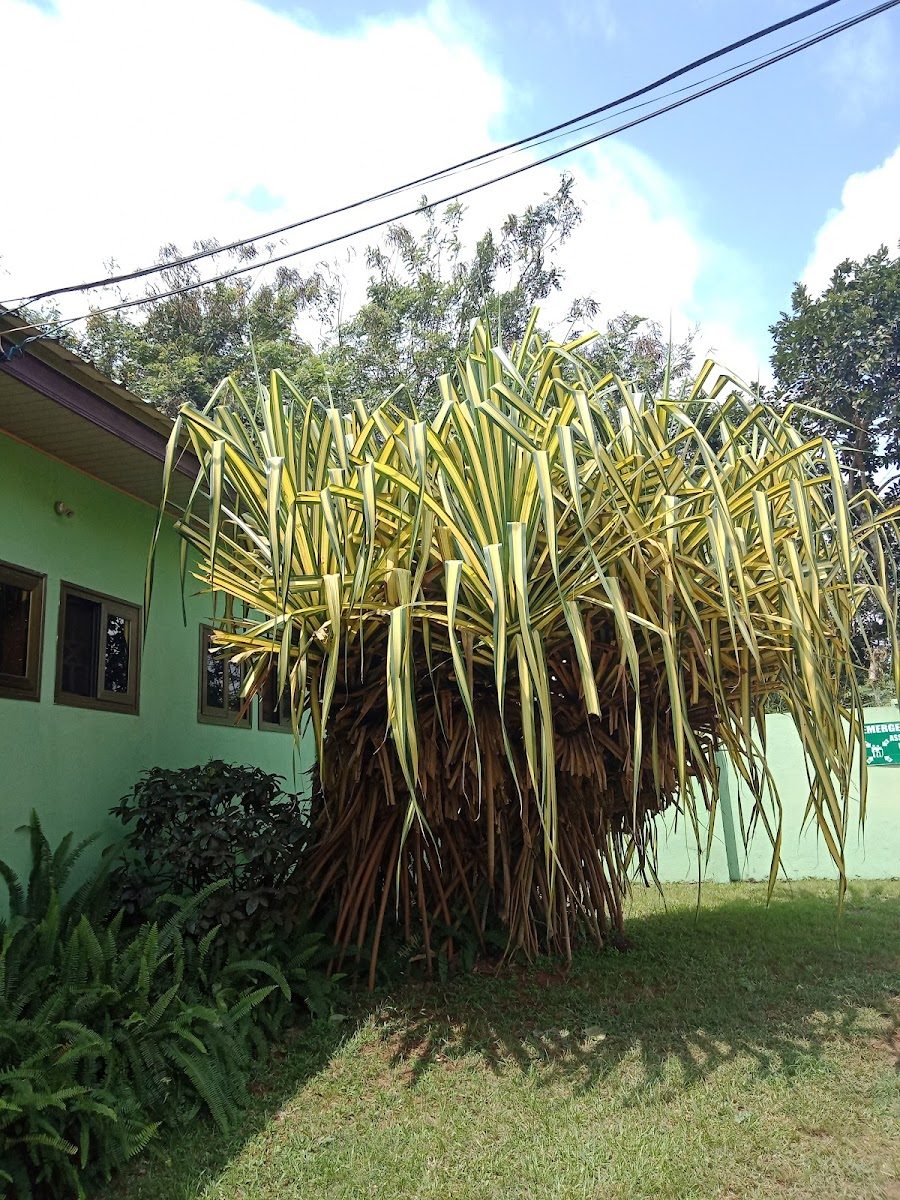 Lush garden plants beside Lasanto Hotel