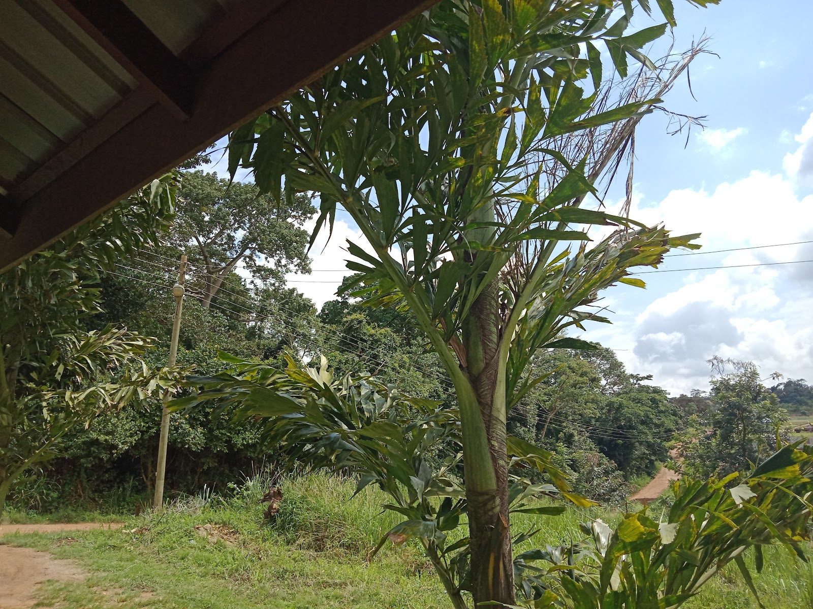 Tropical greenery along a road in Larteh